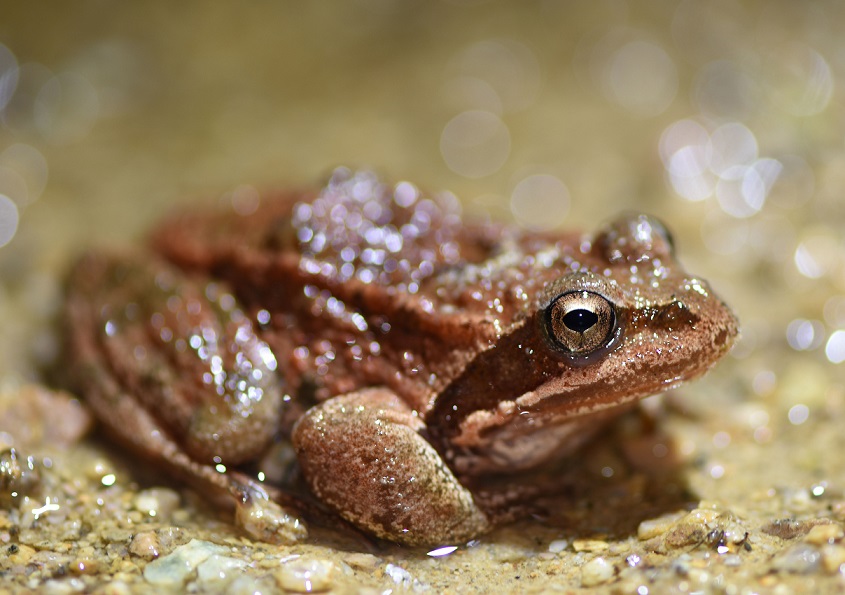 Rana dalmatina? (Anatolia) Rana macrocnemis